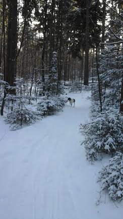 winter trail
