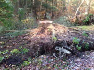 oak-stump