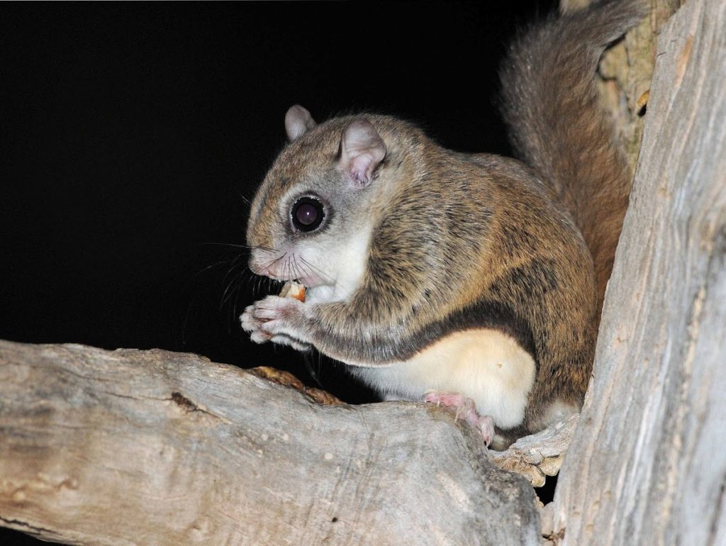 Who Am I, Feature Creature: Flying Squirrel | Camp Earth Connection