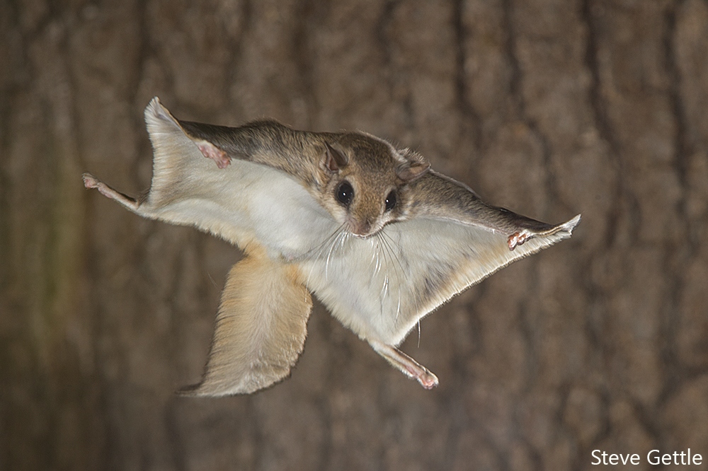 Who Am I, Feature Creature: Flying Squirrel | Camp Earth Connection