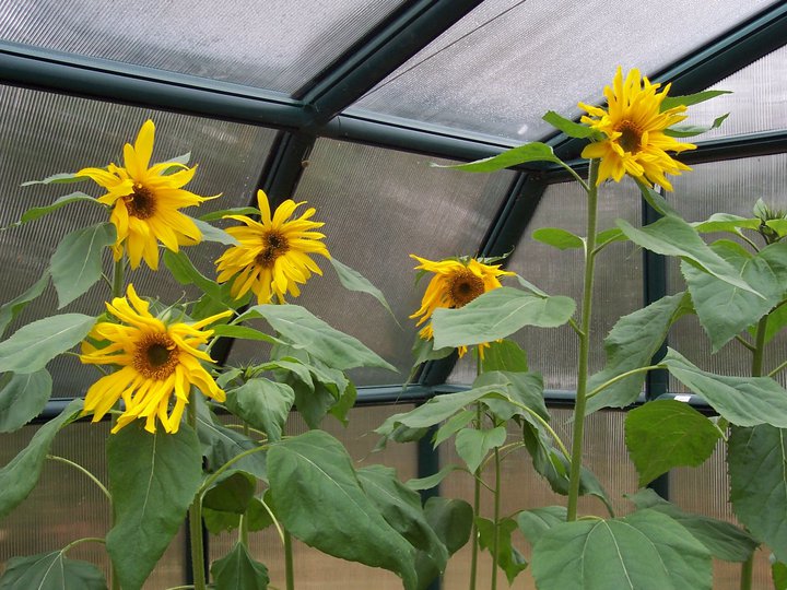 greenhouse sunflowers at CEC