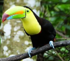 keel-billed-toucan-feature