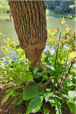 Ash Tree chewed by Beaver