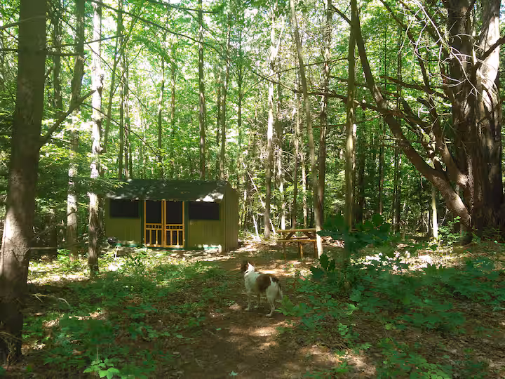 Coyote Den Rustic Cabin - Image 3