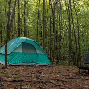 White Pine Forest Campsite