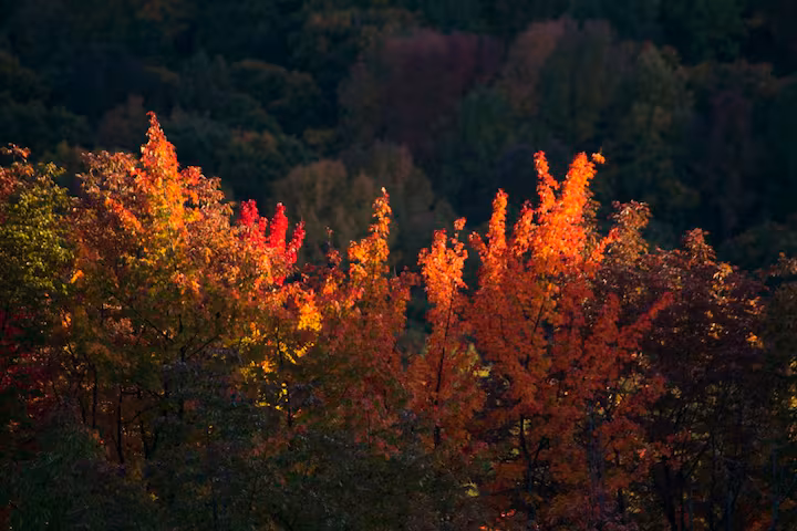 Bear Cave Tentsite - Image 7
